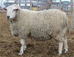 Sheep Trax London 270L